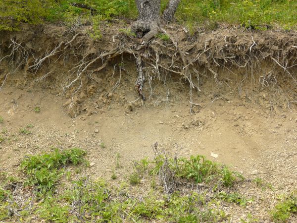 Dirt texture with tangled white roots, severed branches and green foliage